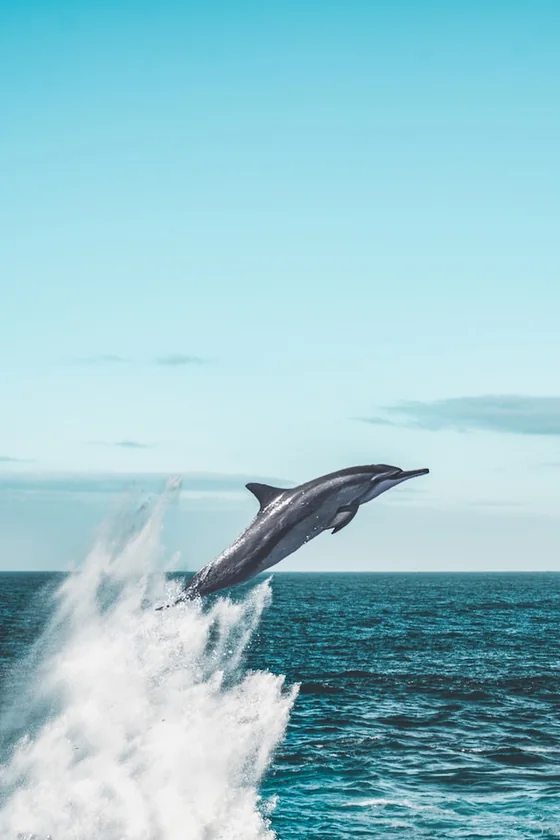 A dolphin leaping clear of the water
