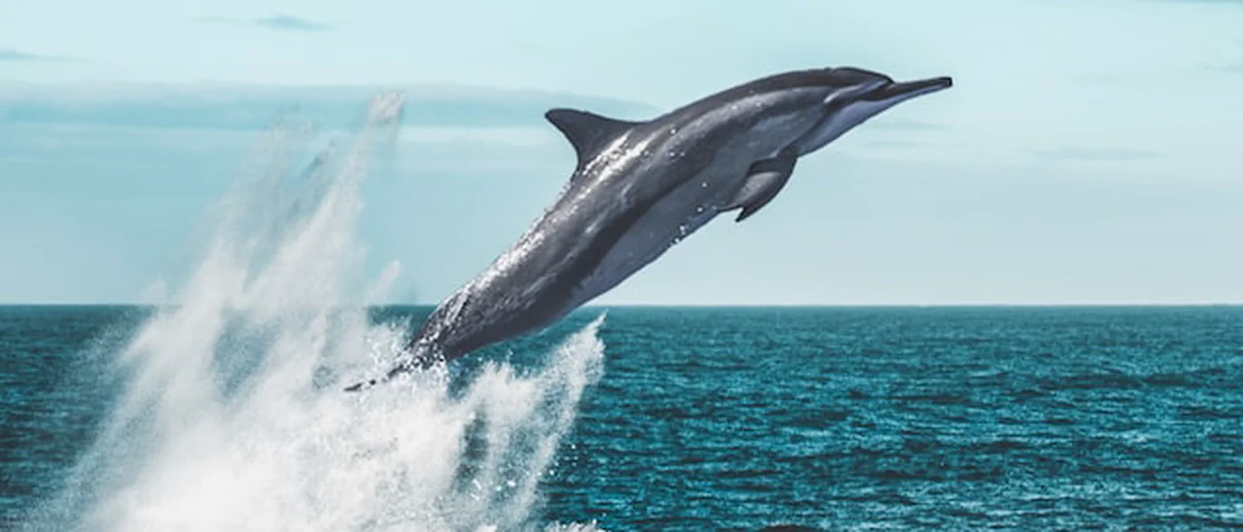 A dolphin breaking the surface of the open sea