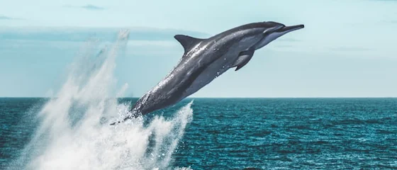 A dolphin breaking the surface of the open sea