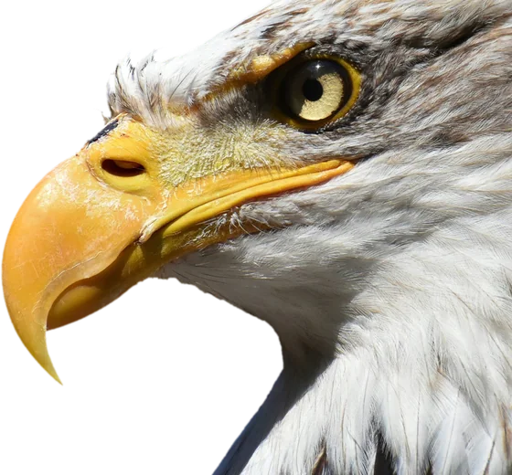 Close-up of an eagle's eye and beak