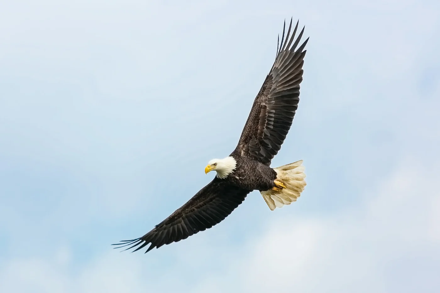 An eagle soaring against an open sky