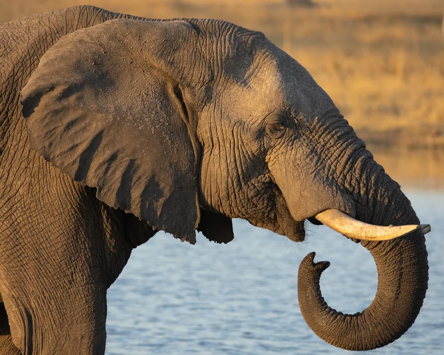 An elephant at the water's edge in warm light