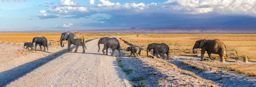 A herd of elephants crossing a track at dawn