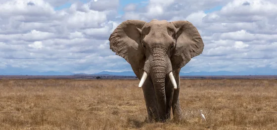 An elephant standing on open grassland