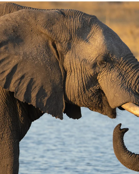 An elephant in profile at the water's edge, ear, eye and tusk in view