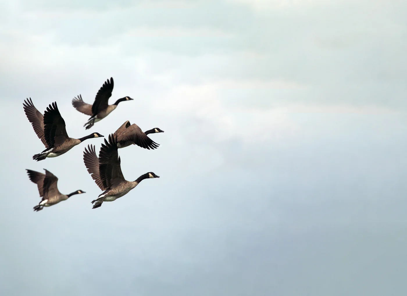 Geese flying in formation against a pale sky
