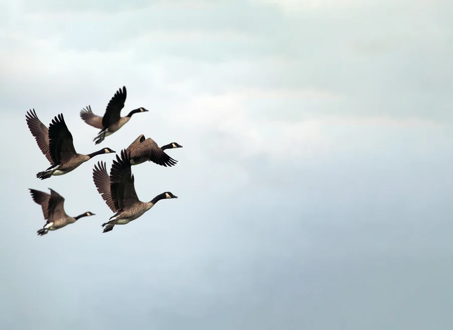 Geese flying in formation against a pale sky