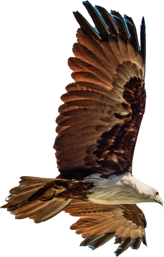 A Brahminy kite in flight