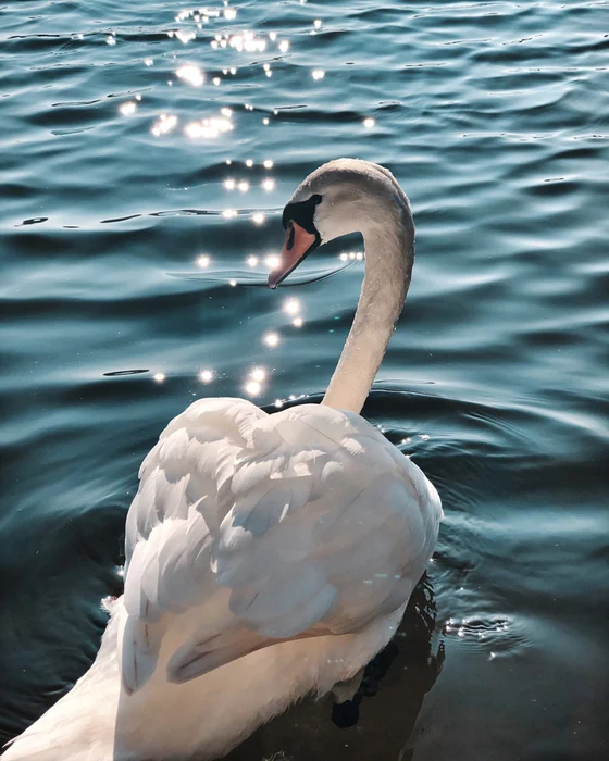 A swan, neck curved, on dark water
