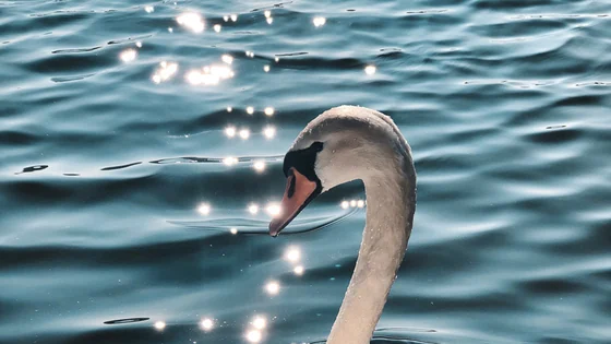 A swan on open water, head and beak clear of the surface