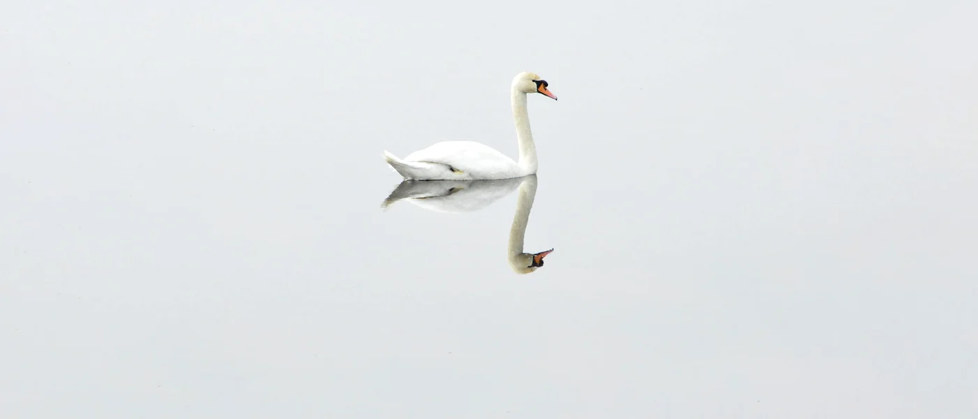 A swan and its reflection on still water